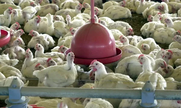 Após análises, União Europeia indica que pode retomar importação de mel e aves do Brasil