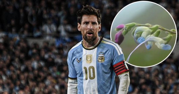 Nova espécie de planta é batizada em homenagem a Lionel Messi nos Andes peruanos