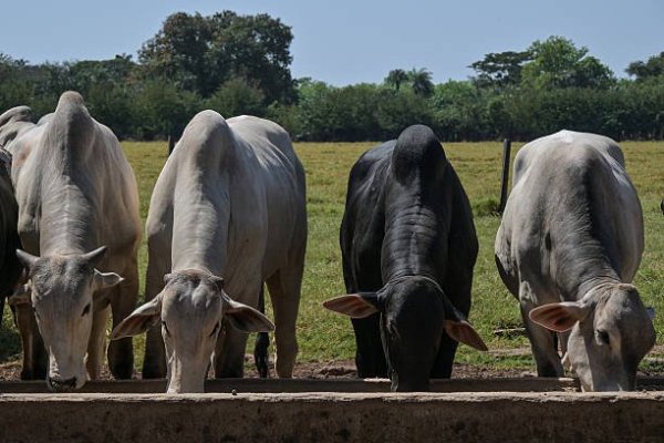 Exportação de carne para a China despenca 93,5% após cota ser atingida